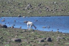 Andes-159