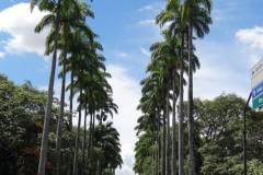 Brazil_around-236