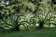 Brazil_around-258