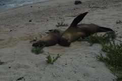 Galapagos-187