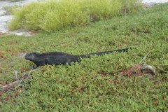 Galapagos-203