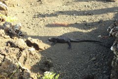 Galapagos-291