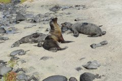 Galapagos-306