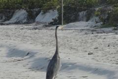 Galapagos-331