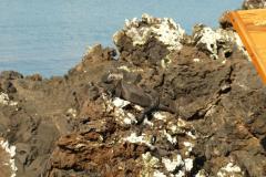 Galapagos-336