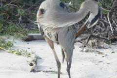 Galapagos-338