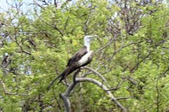 Galapagos-36
