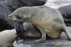 Galapagos-385