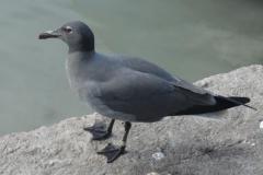 Galapagos-386