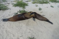 Galapagosf-62