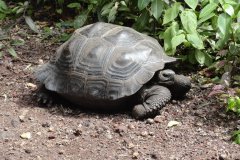 Galapagosf-71