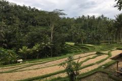 Indonesia-82