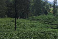 Sri_Lanka-48