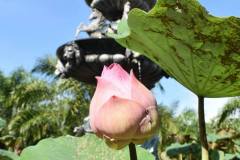 Thailand-198