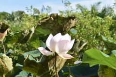 Thailand-232